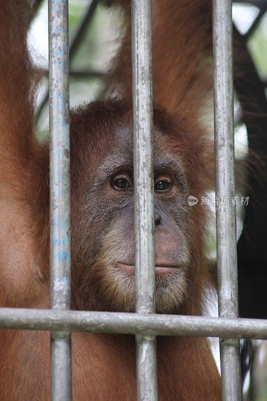 苏门答腊猩猩(Pongo abelii)